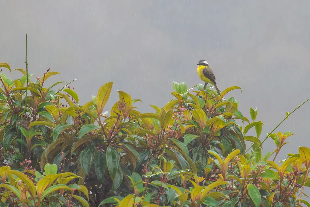 三纹蚊霸鹟(Conopias trivirgatus)