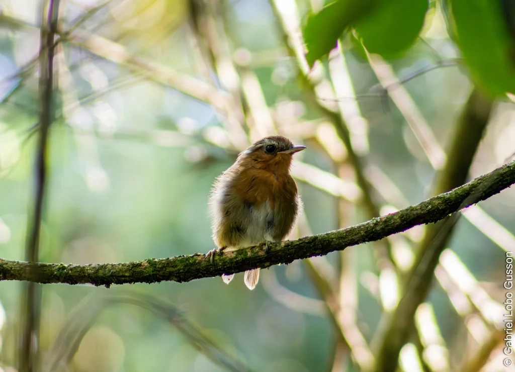 棕食蚊鸟(Conopophaga lineata)