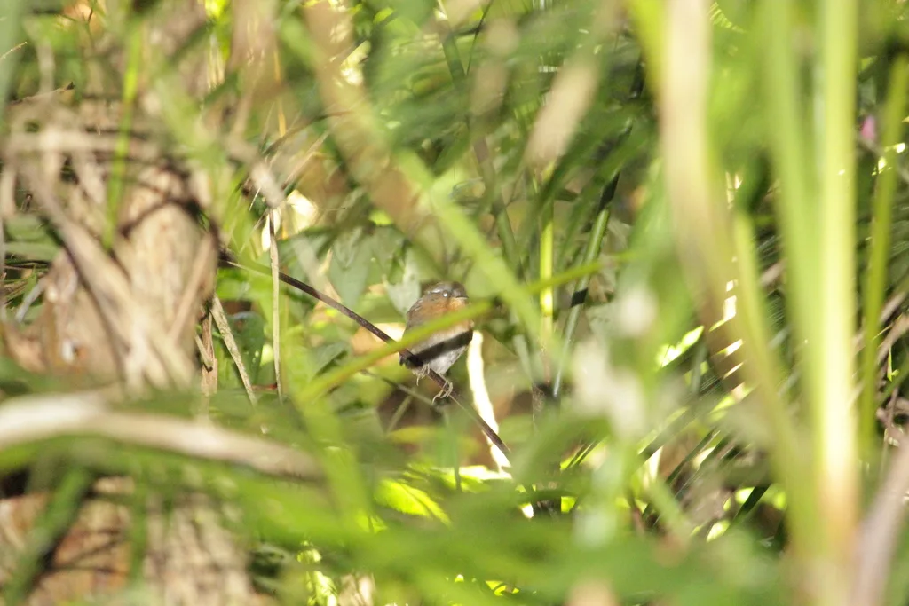 棕食蚊鸟(Conopophaga lineata)