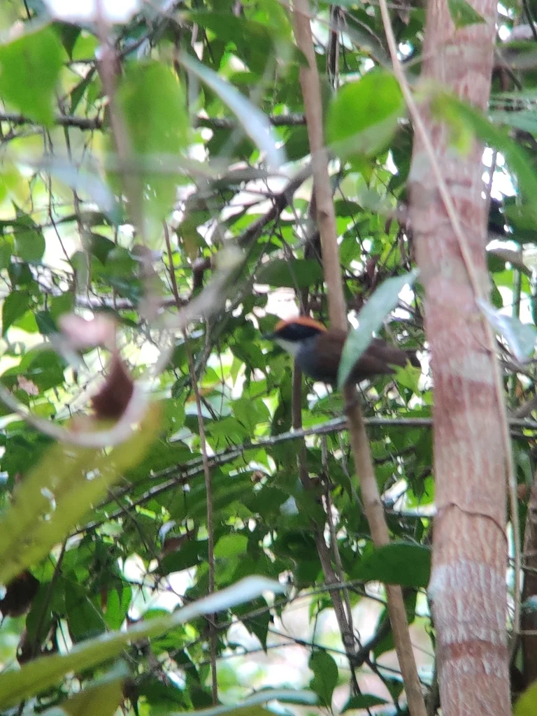 黑颊食蚊鸟(Conopophaga melanops)