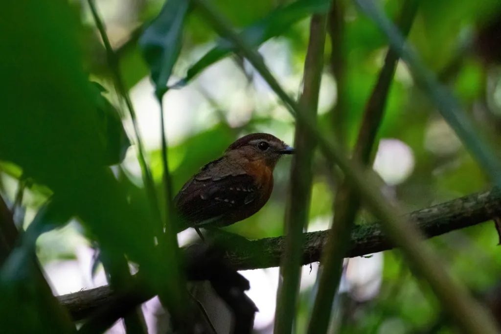 灰喉食蚊鸟(Conopophaga peruviana)