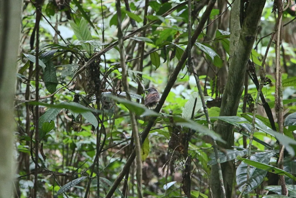 灰喉食蚊鸟(Conopophaga peruviana)