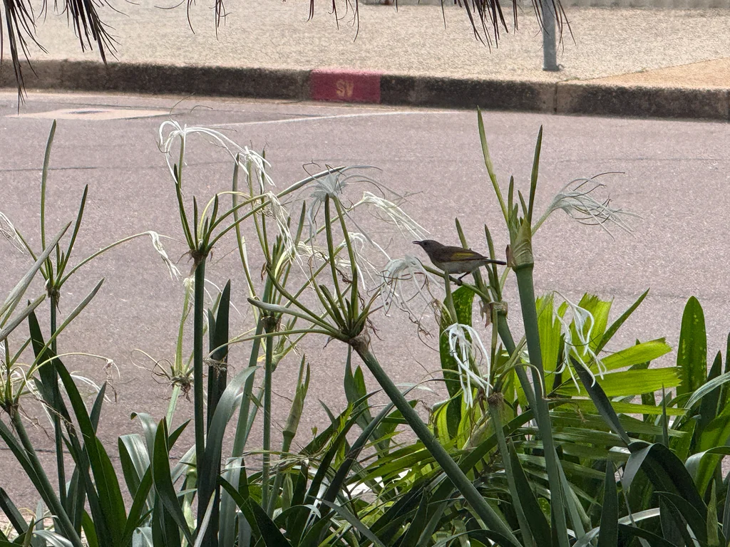 棕斑蚊蜜鸟(Conopophila albogularis)