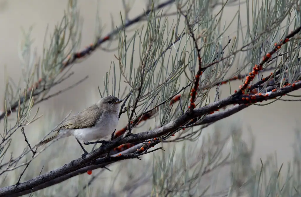 灰蚊蜜鸟(Conopophila whitei)