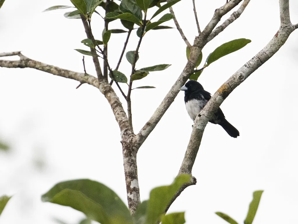 锥嘴唐纳雀(Conothraupis mesoleuca)