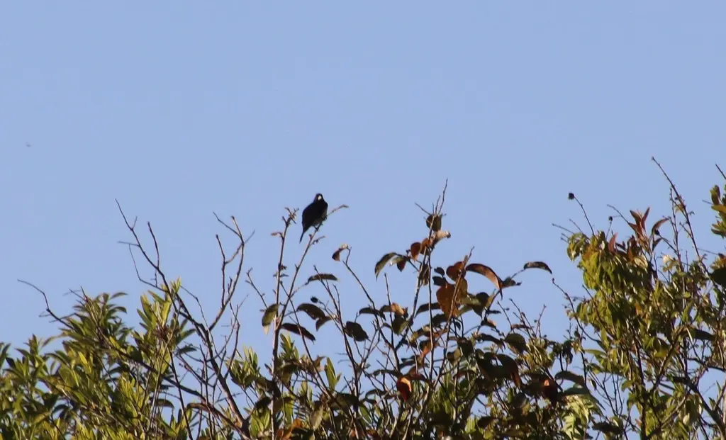 锥嘴唐纳雀(Conothraupis mesoleuca)