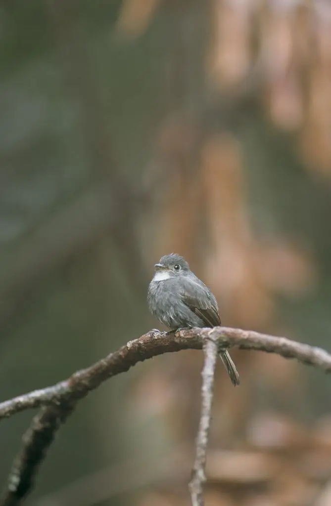 白喉绿霸鹟(Contopus albogularis)
