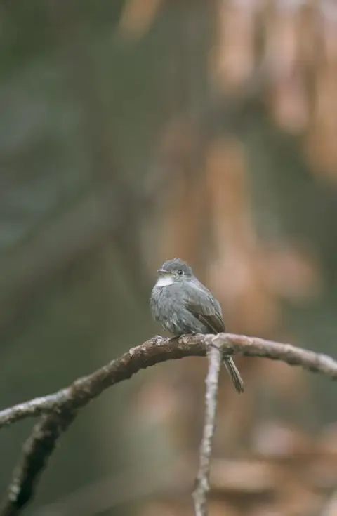 白喉绿霸鹟