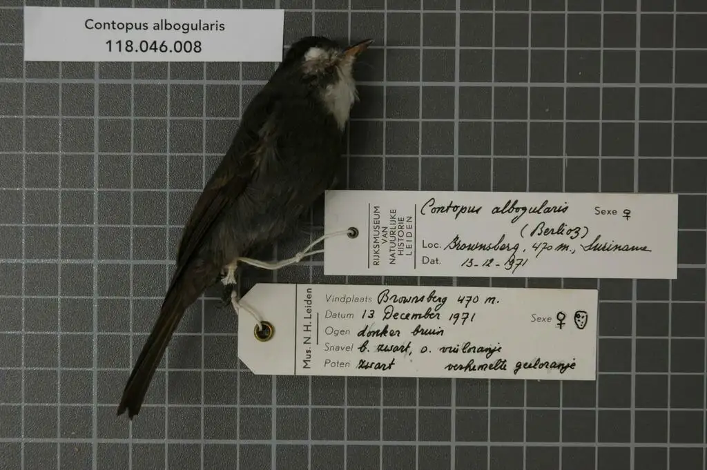 白喉绿霸鹟(Contopus albogularis)