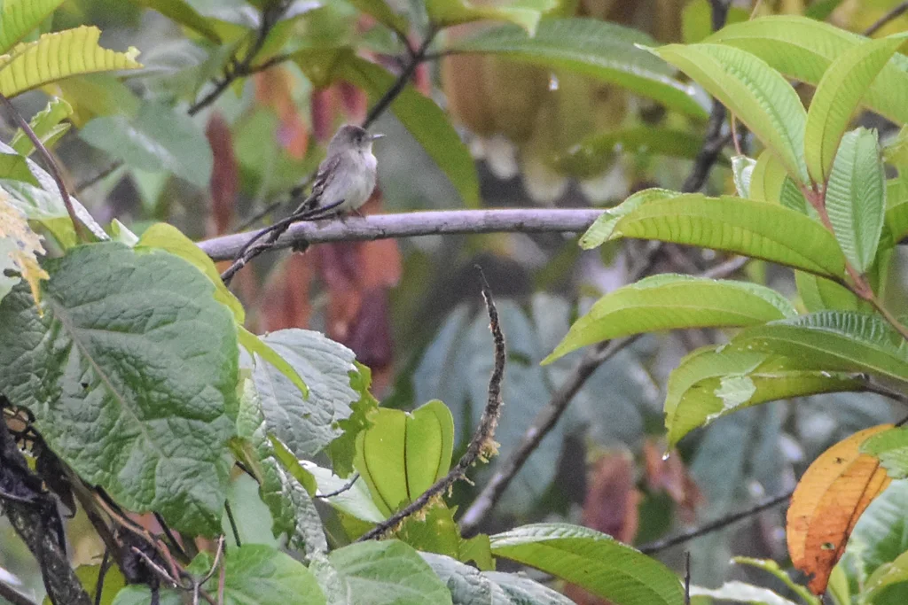 北热带绿霸鹟(Contopus bogotensis)