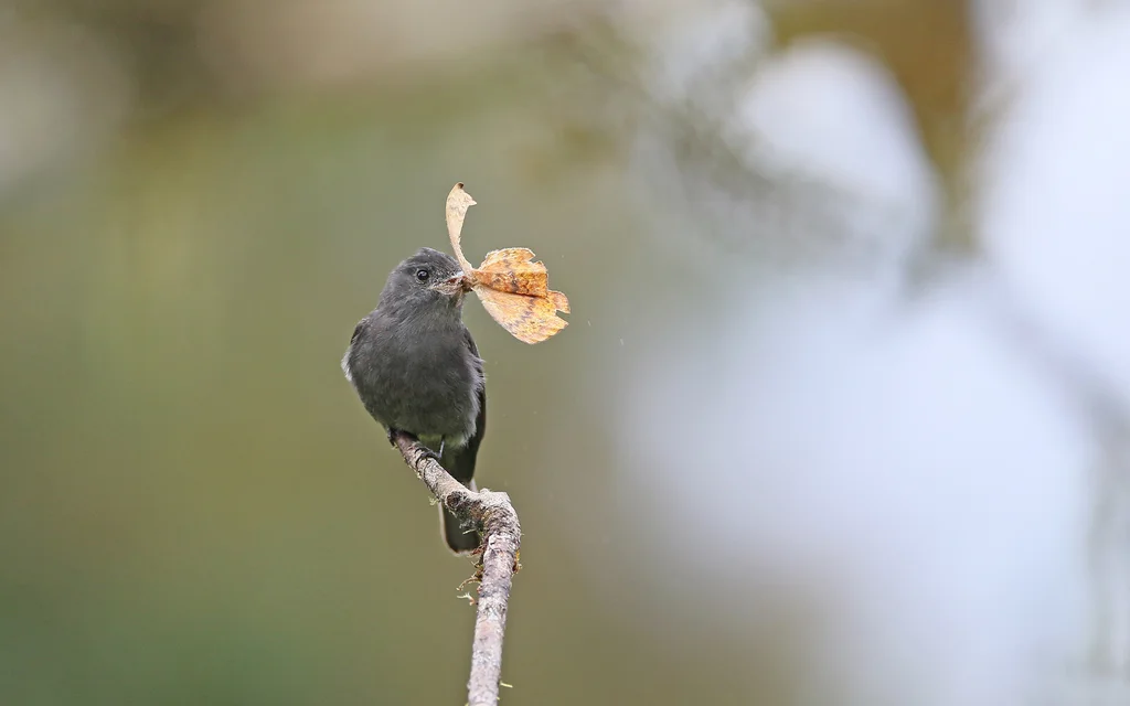 烟色绿霸鹟(Contopus fumigatus)