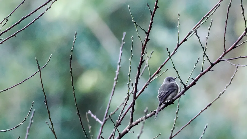 拉美绿霸鹟(Contopus hispaniolensis)
