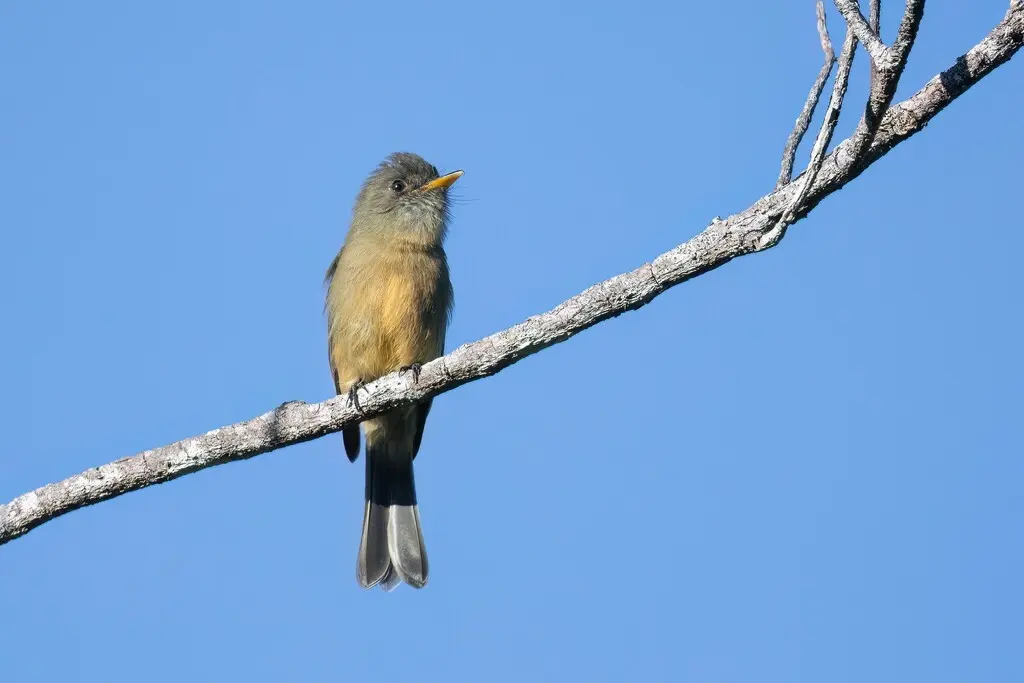 小安岛绿霸鹟(Contopus latirostris)