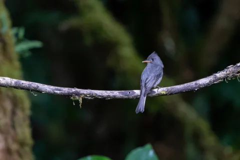 暗绿霸鹟