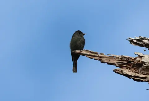 黑绿霸鹟