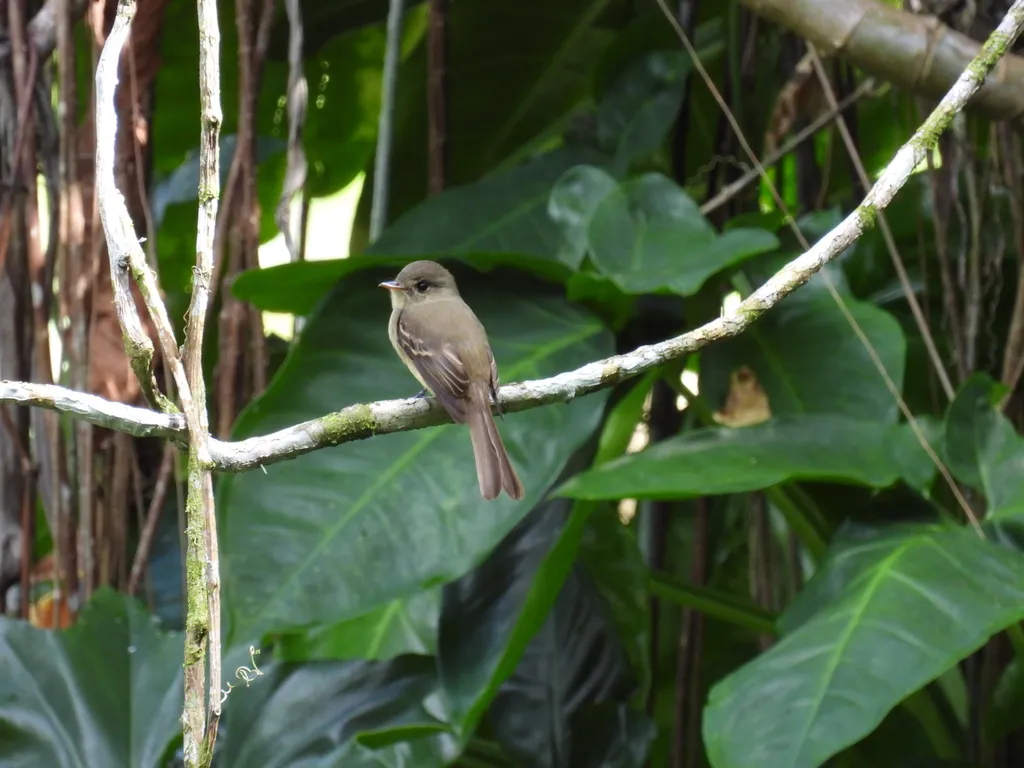 牙买加绿霸鹟(Contopus pallidus)