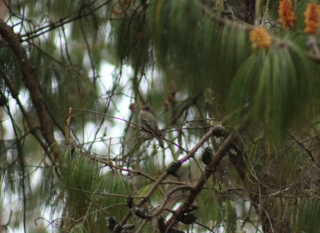 大绿霸鹟(Contopus pertinax)