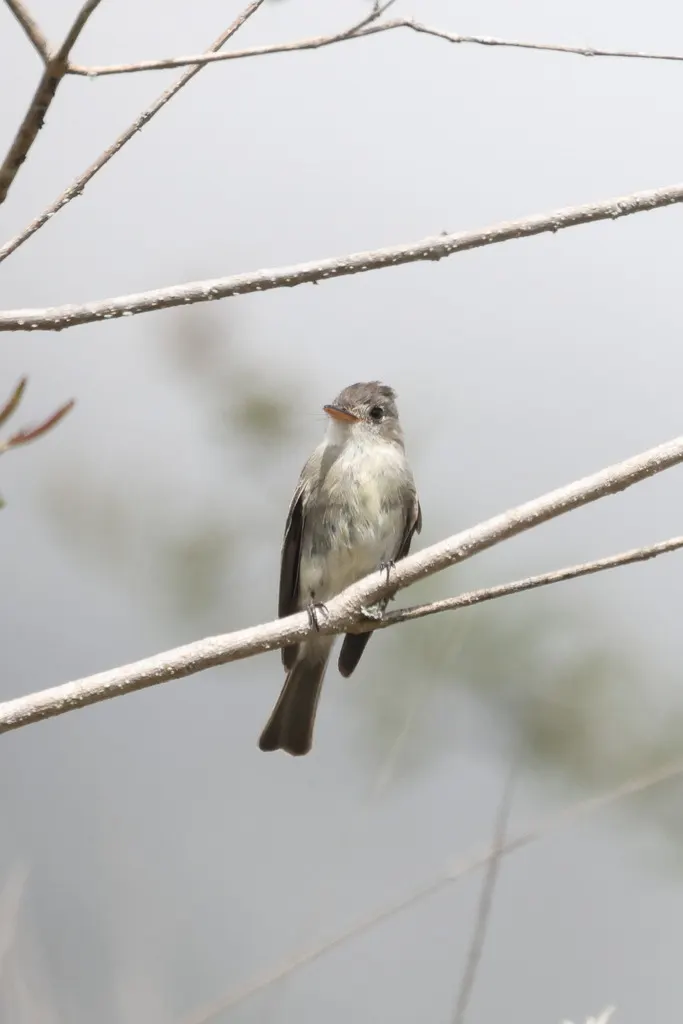 西热带绿霸鹟(Contopus punensis)