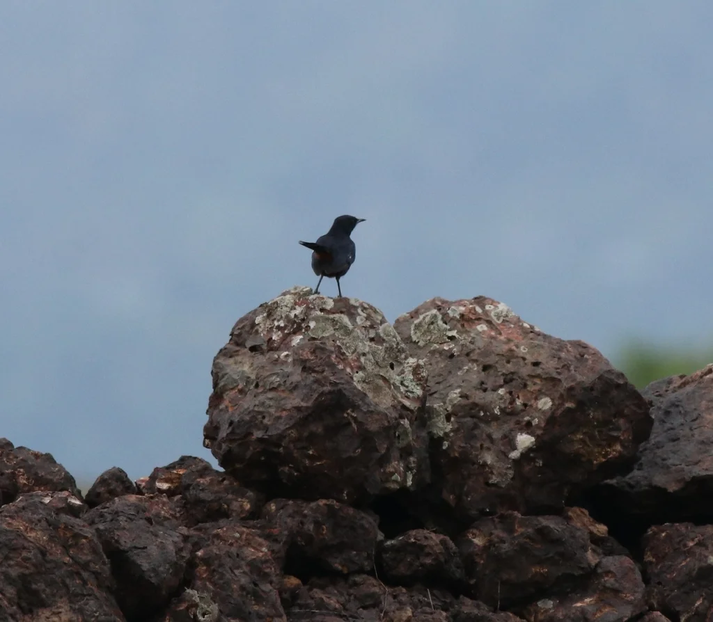 印度鸲(Copsychus fulicatus)