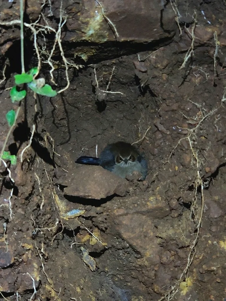 印度鸲(Copsychus fulicatus)