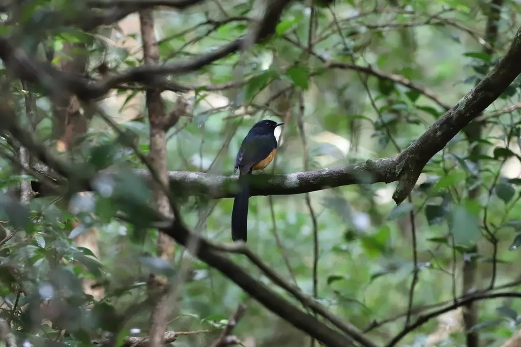 斯里兰卡鹊鸲(Copsychus leggei)
