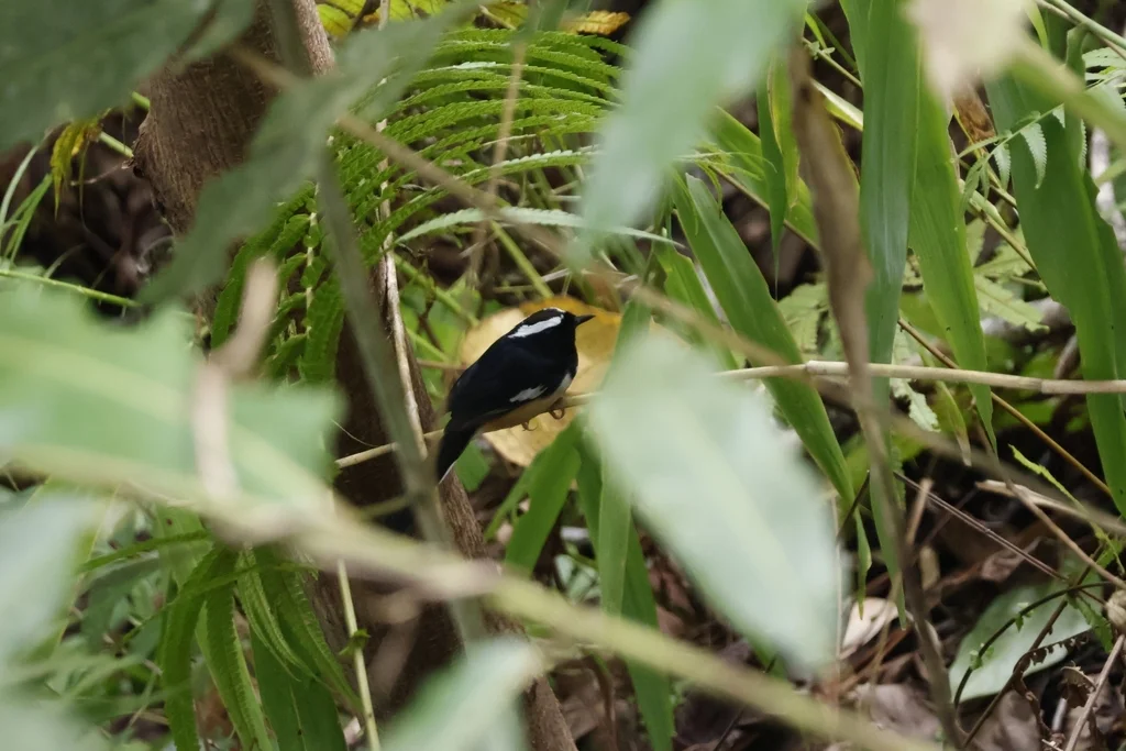 白眉鹊鸲(Copsychus luzoniensis)