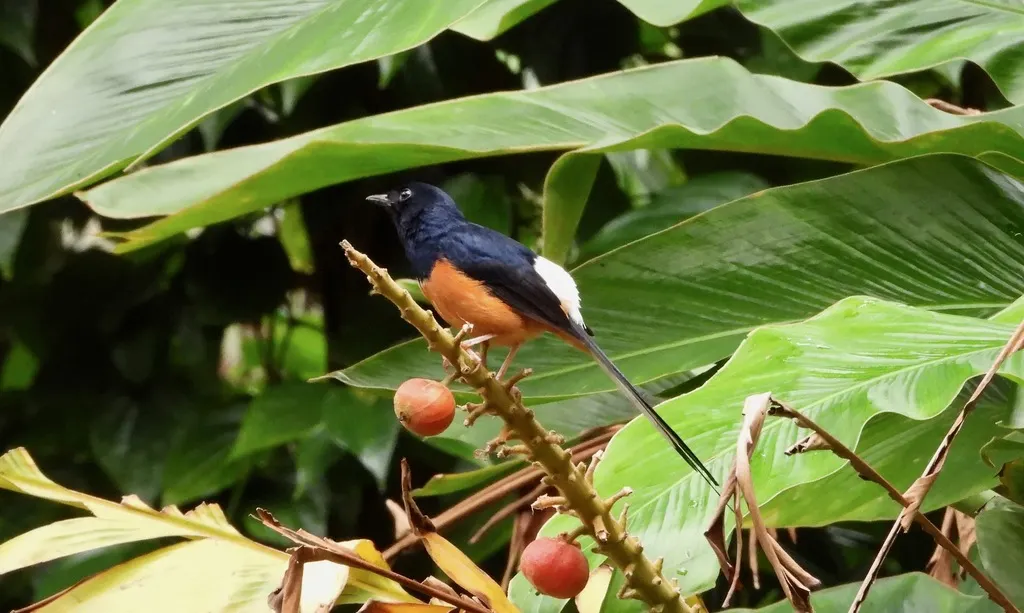白腰鹊鸲(Copsychus malabaricus)