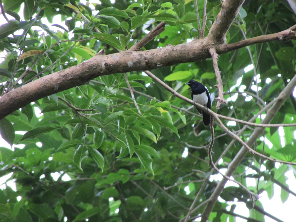 菲律宾鹊鸲(Copsychus mindanensis)