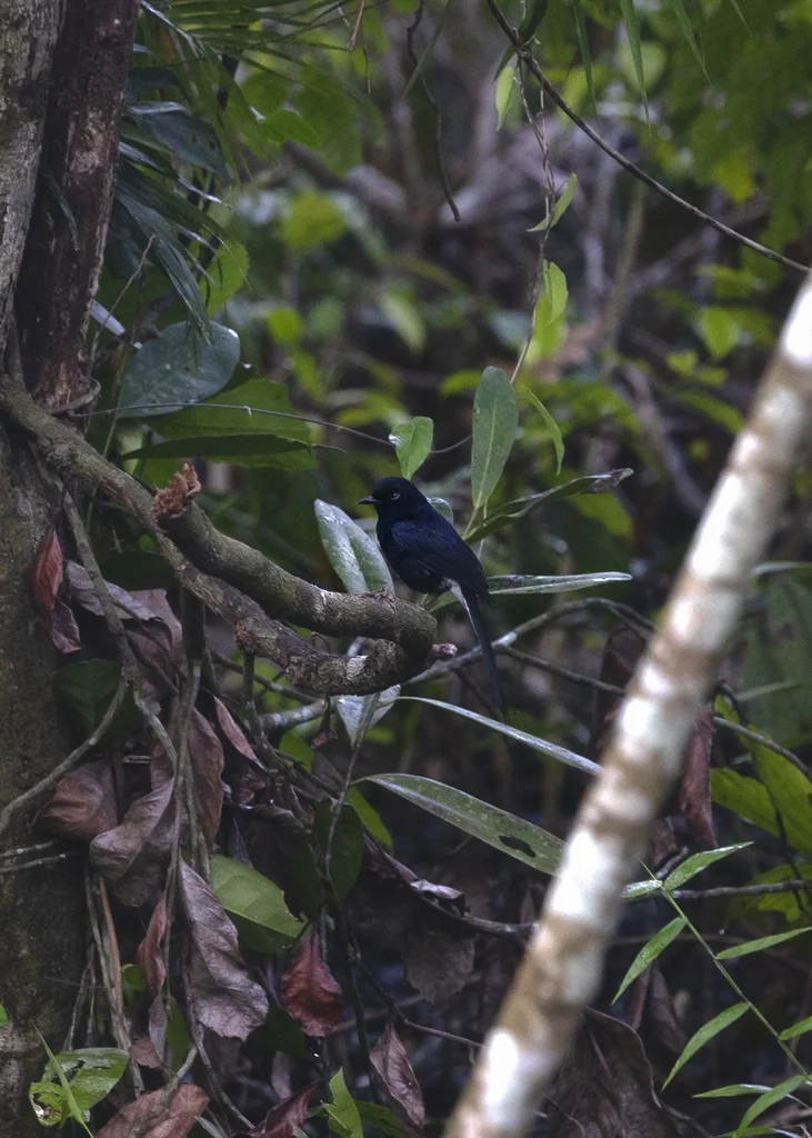 白臀鹊鸲(Copsychus niger)