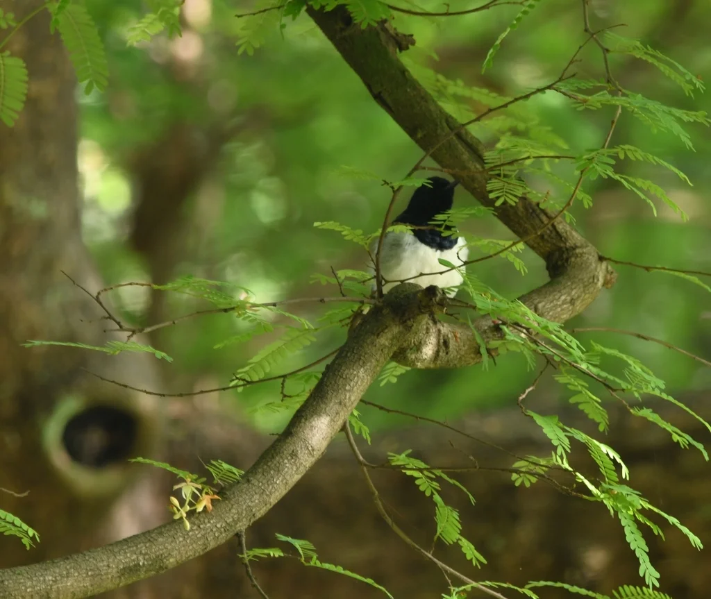 鹊鸲(Copsychus saularis)