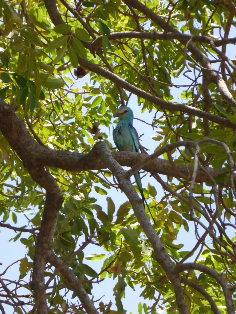 蓝头佛法僧(Coracias abyssinicus)