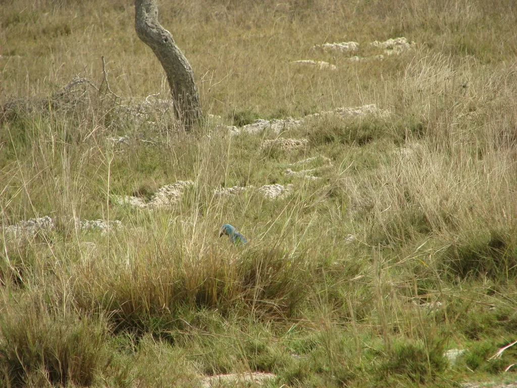 蓝头佛法僧(Coracias abyssinicus)