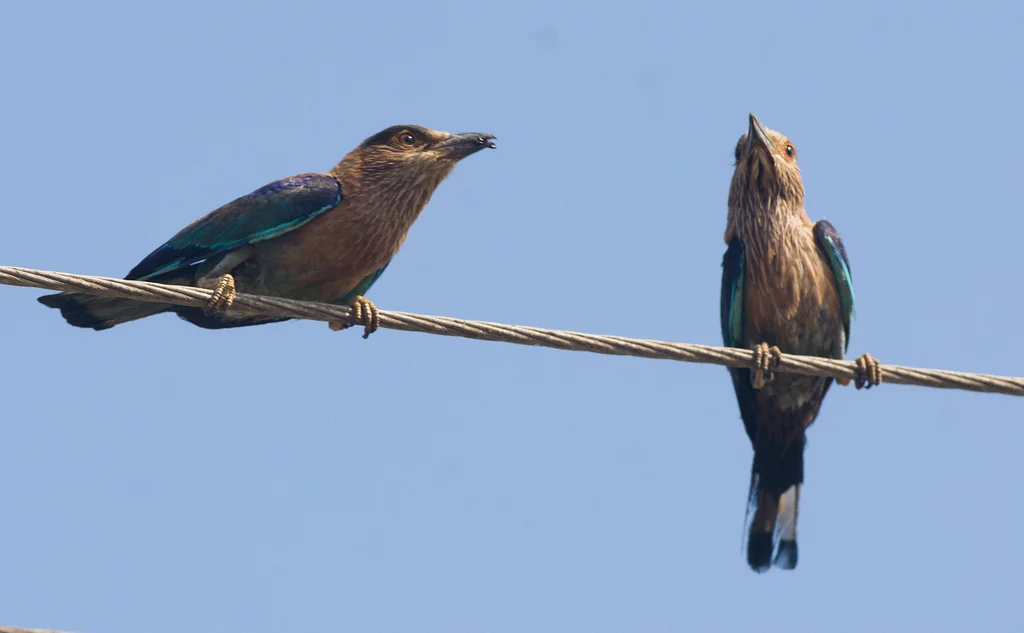 西棕胸佛法僧（Coracias benghalensis）