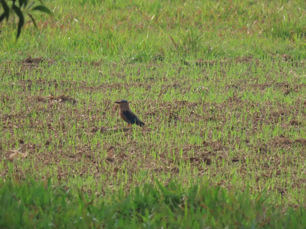 西棕胸佛法僧（Coracias benghalensis）