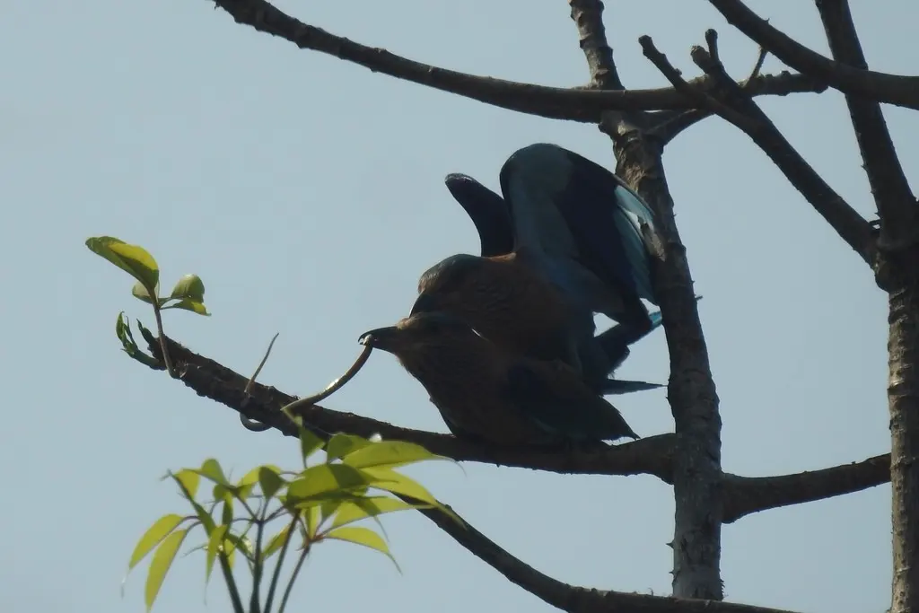 西棕胸佛法僧（Coracias benghalensis）