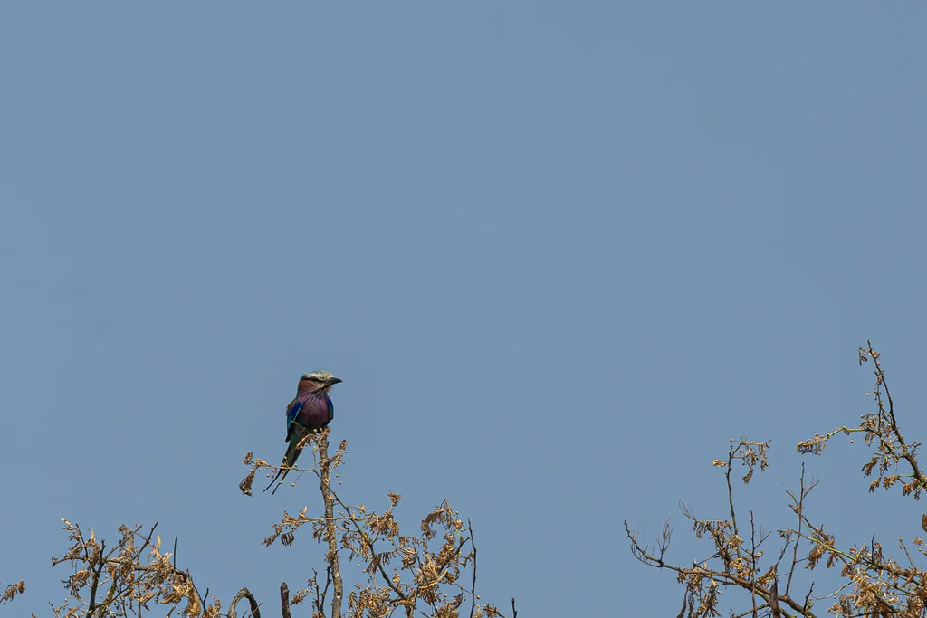 紫胸佛法僧（Coracias caudatus）