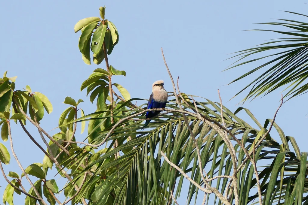 蓝腹佛法僧(Coracias cyanogaster)