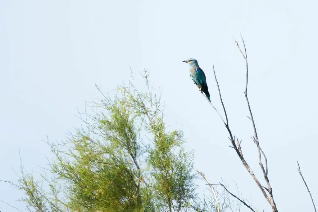 蓝胸佛法僧(Coracias garrulus)
