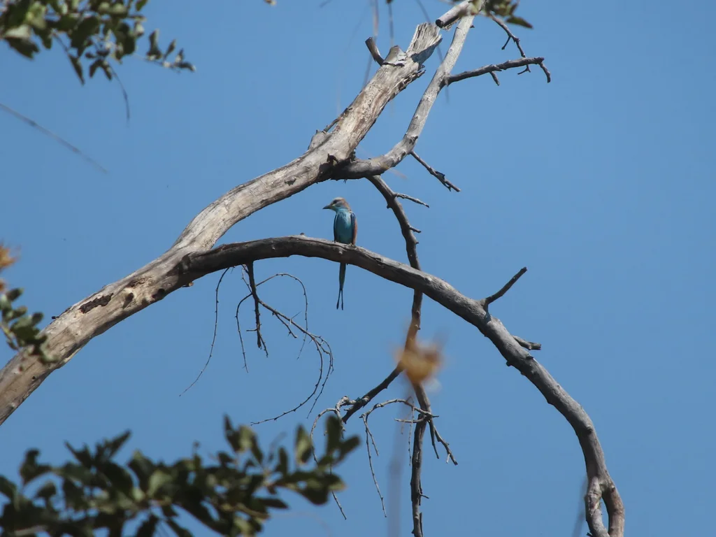 扇尾佛法僧(Coracias spatulatus)