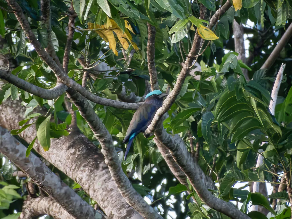 紫翅佛法僧(Coracias temminckii)