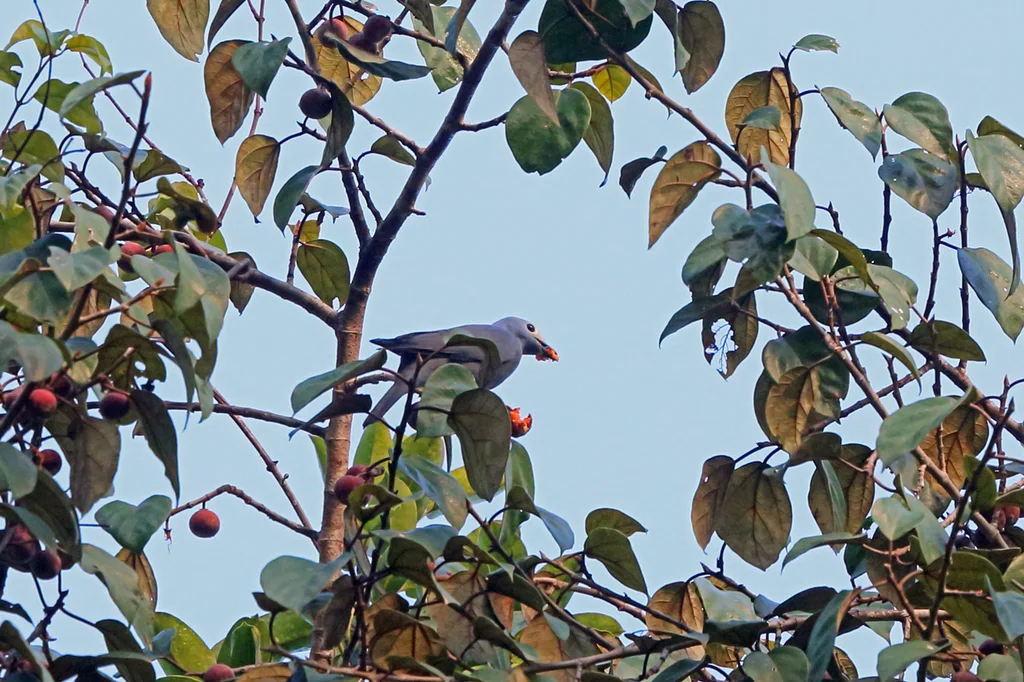 白眼先鹃鵙（Coracina boyeri）