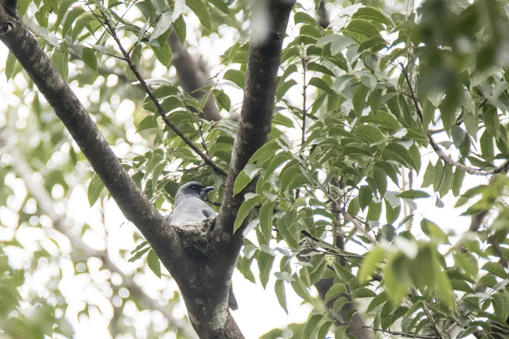 大鹃鵙(Coracina javensis)
