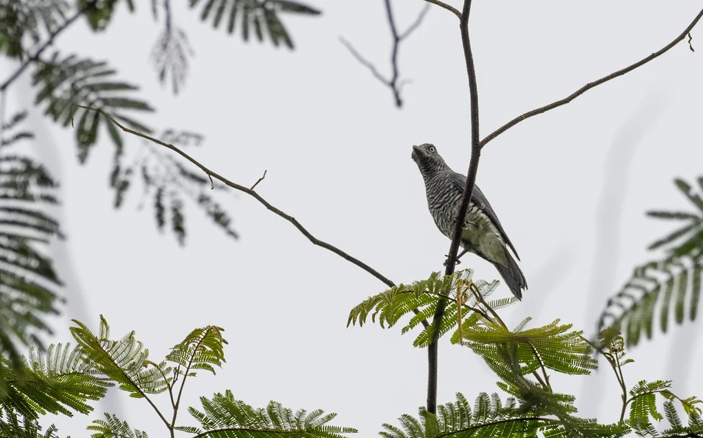 棉兰鹃鵙(Coracina kochii)