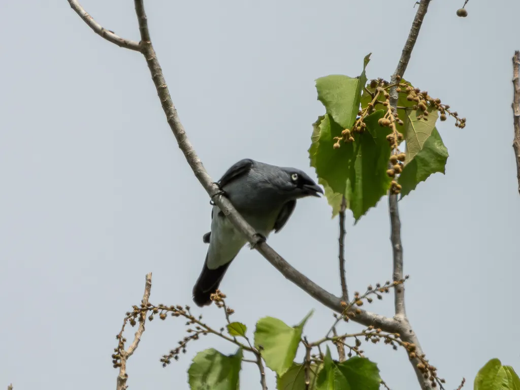 白腰鹃鵙(Coracina leucopygia)