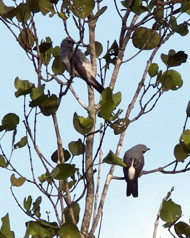 白腰鹃鵙(Coracina leucopygia)