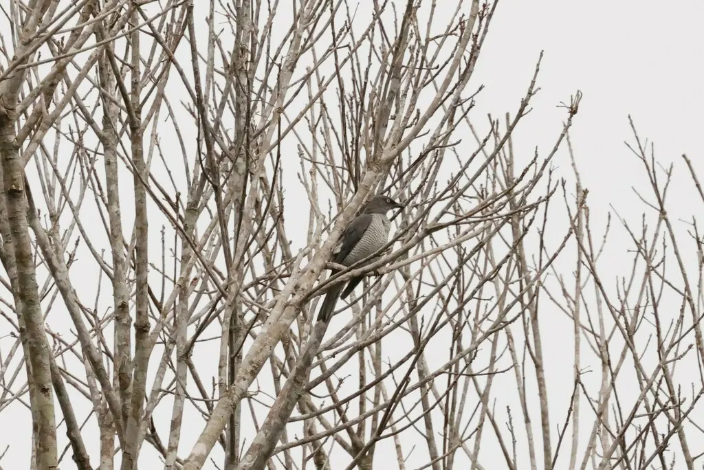 黄眼鹃鵙(Coracina lineata)