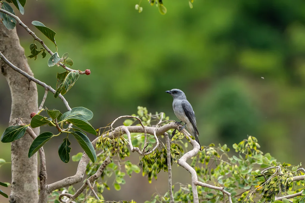 印度鹃鵙(Coracina macei)