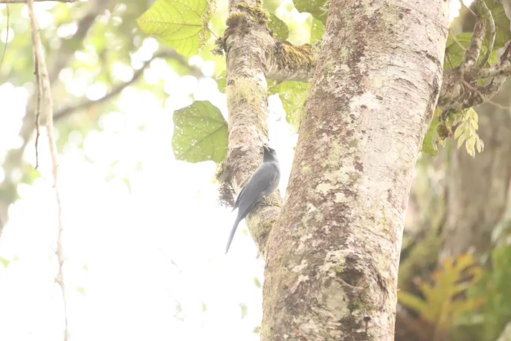 苏拉威西蓝鹃鵙(Coracina temminckii)