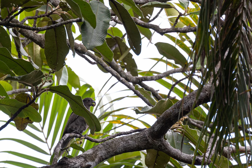塞舌尔黑鹦鹉(Coracopsis barklyi)