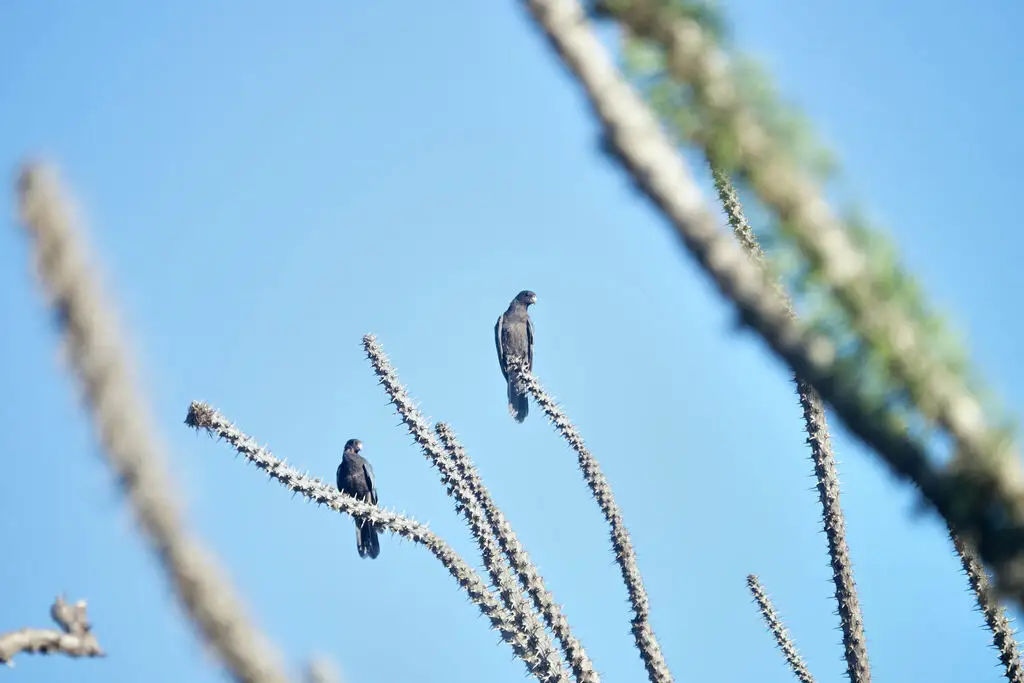 马岛小鹦鹉(Coracopsis nigra)